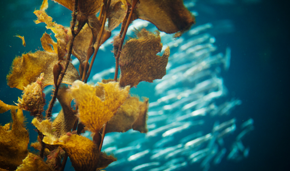 Untapped potential of seaweed farming the focus of new Irish Seaweed Association